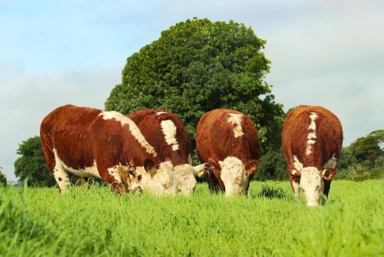 New breed bonus structure from Irish Hereford Prime and ABP
