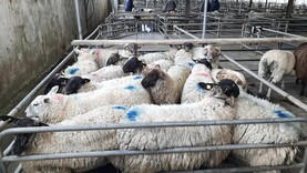 Sheep prices continue on upwards curve
