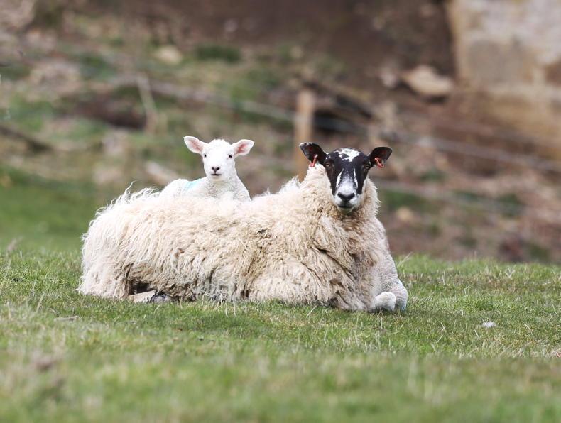 Sheep management: SIS new entrants, marketing sheep and bluetongue vaccines