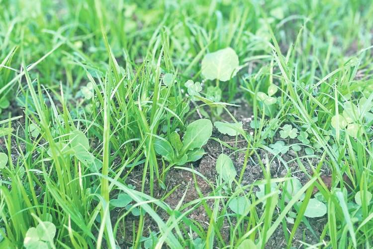 Controlling weeds in newly sown pastures with ProClova XL