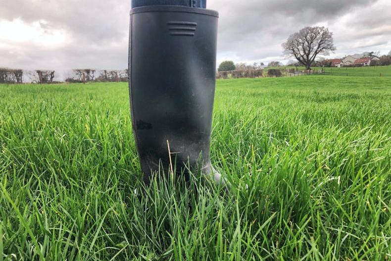 Dairy management: grass growth rates kicking on