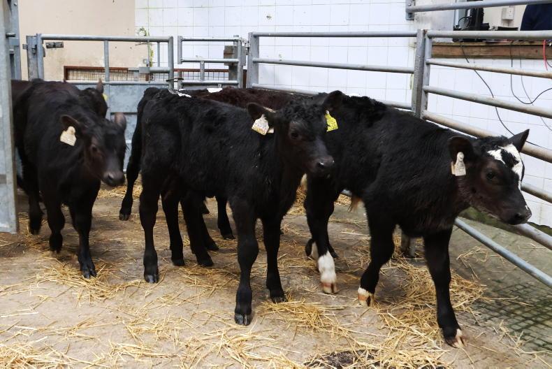 Camera at the Mart: big numbers continue in Bandon as prices ease