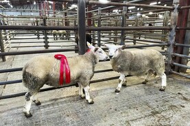 Spring lambs sell to €375 in Raphoe 