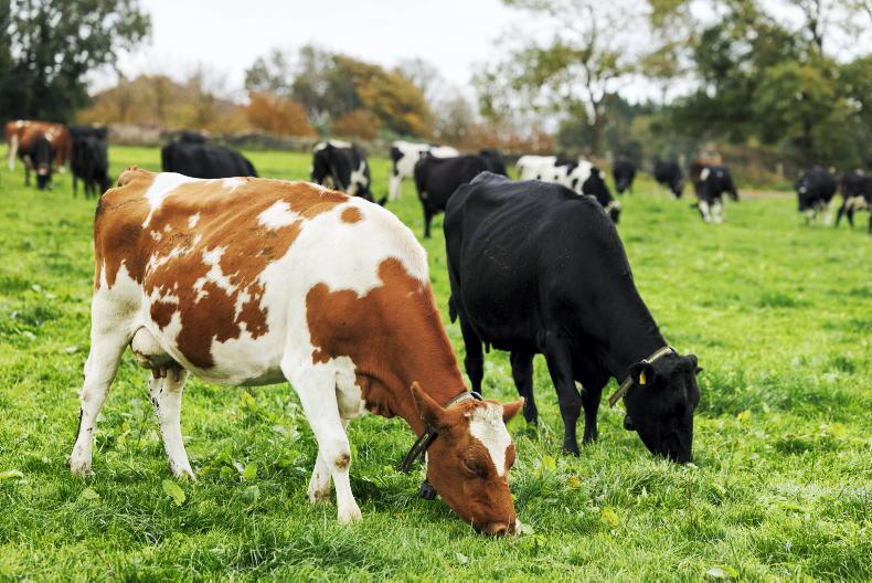 Dairy Management: watchpoints for the week ahead 