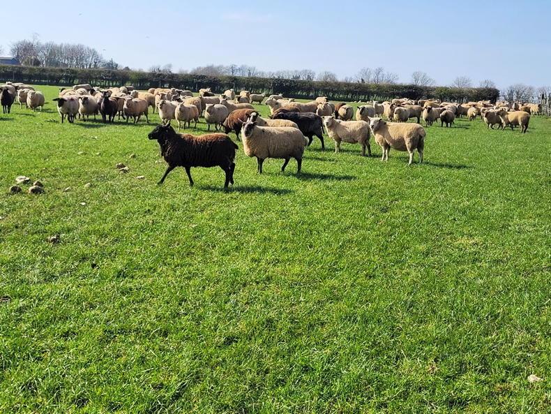 Clearance sale of 230 young ewes on point of lambing