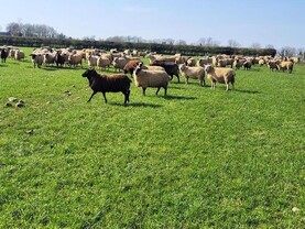 Clearance sale of 230 young ewes on point of lambing