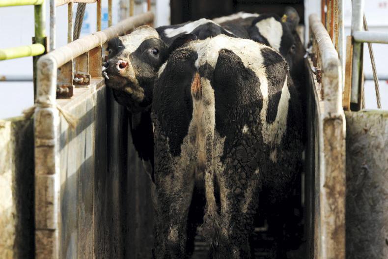 ‘Smear campaigns’ threaten live export trade, shippers warn