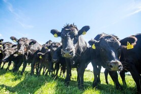 National cattle herd almost 78,000 head higher on 1 February