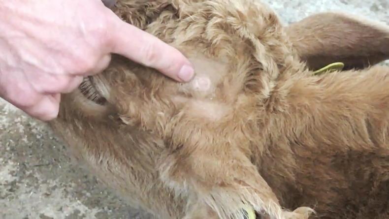 Debudding calves under sedation benefits the animal and the farmer