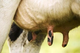 Agri jobs: dairy farm workers in demand