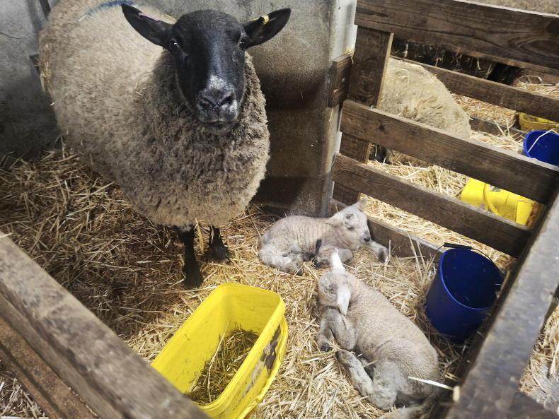 Lambing sheep is a young person’s game