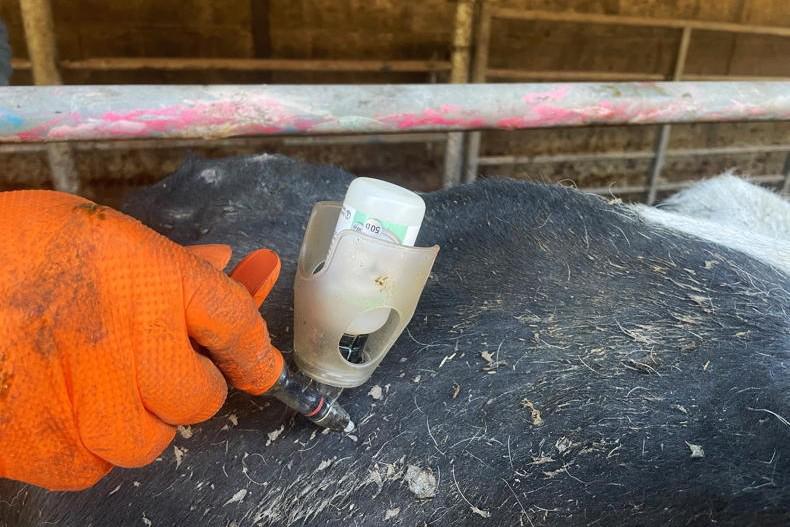 Bluetongue vaccine should be added to more schemes – ICMSA