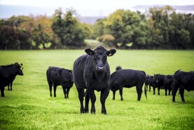 Cattle herd down almost 4%    