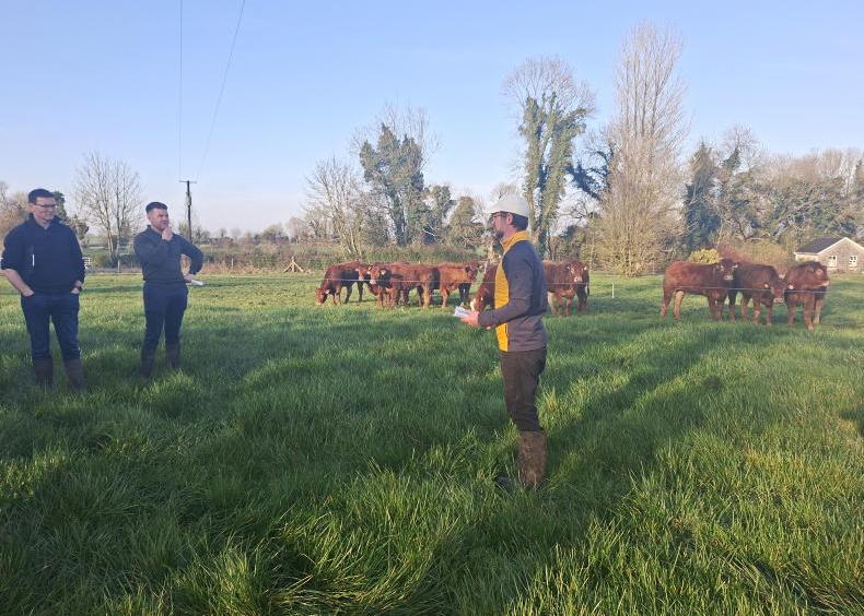 Roscommon Farmer Michael Cunniffe feeding over 160 continental in-calf heifers