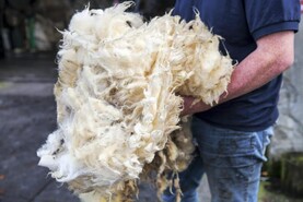EU wool rules must change – MEP Maria Walsh