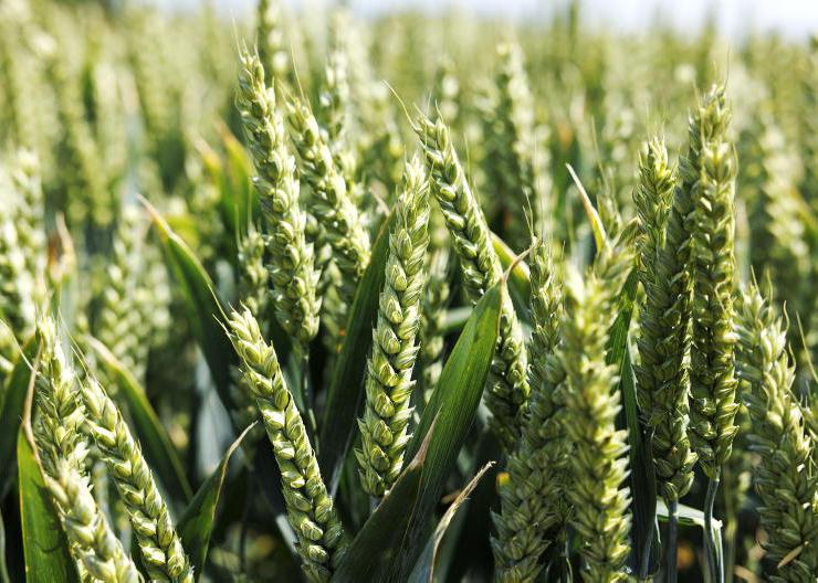 Grain premiums possible with AgNav