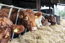 Line-up for beef markets meeting confirmed