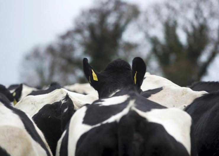 ‘I have not wilfully caused harm to any animal,’ jailed farmer tells court