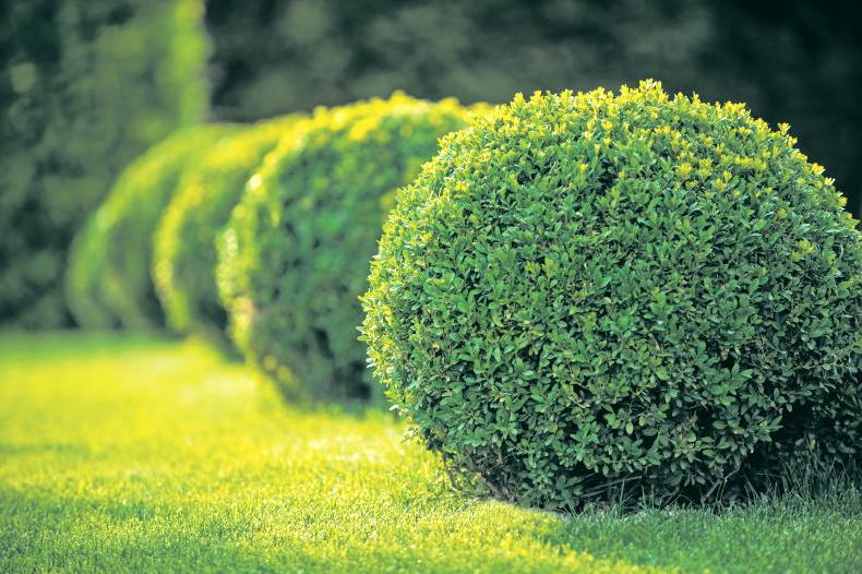 Gardening with Paul: trim-endous transformations