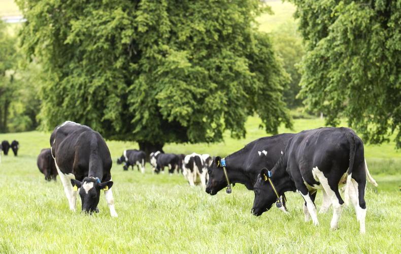 BVD – the silent risk that still remains 