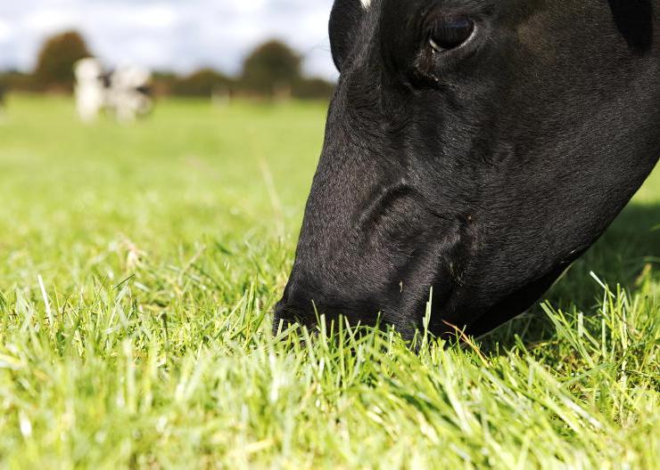 Home Farm: snatching opportunities