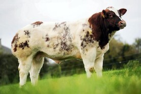 Taking cattle breeding to the next level