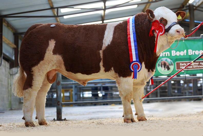 Hammer falls at €22,000 for Simmental bull
