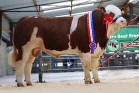 Hammer falls at €22,000 for Simmental bull