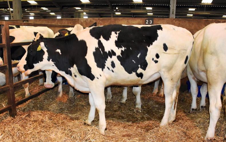 Carsehall herd commands strong prices
