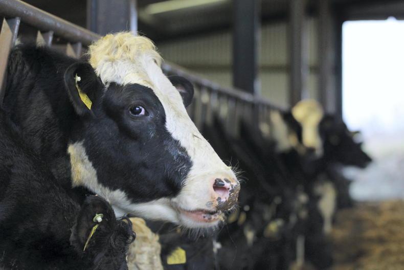 Vets to host webinar on preparing for bluetongue