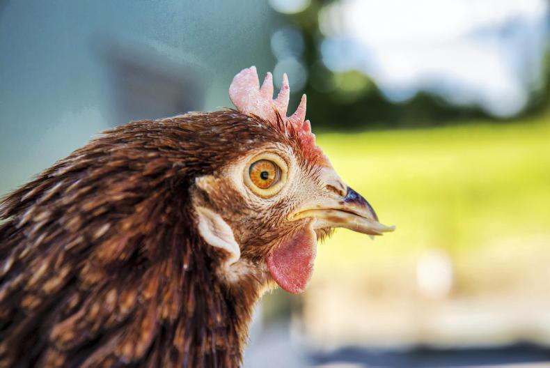 Empty egg shelves are a sign of poultry farmer prices – IFA