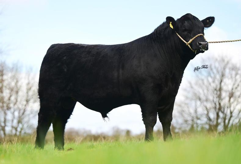 Carrick staged for monster bull sale
