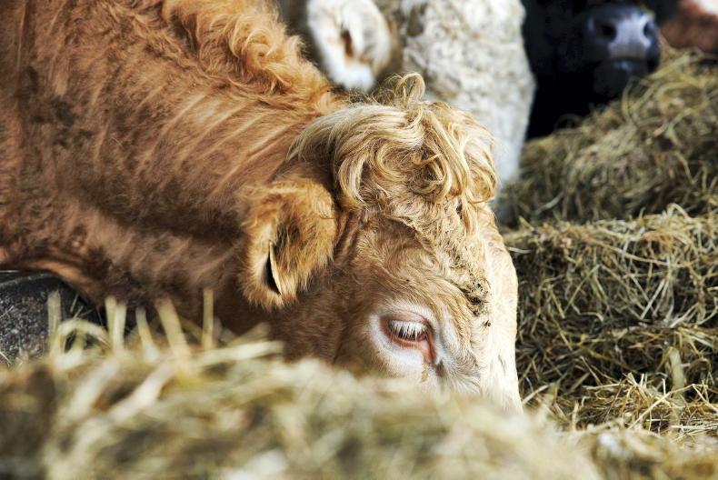 Over €8/kg needed for winter finishers to breakeven on young bulls - Teagasc