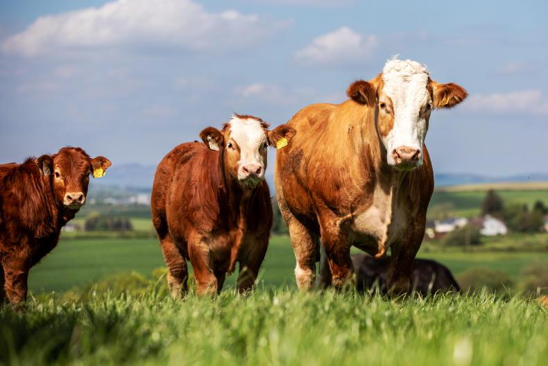 Focus beef breeding: signs of stability in suckler herd