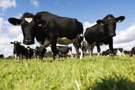 Nitrates: derogation application, 2025 stocking rates and cow banding updates