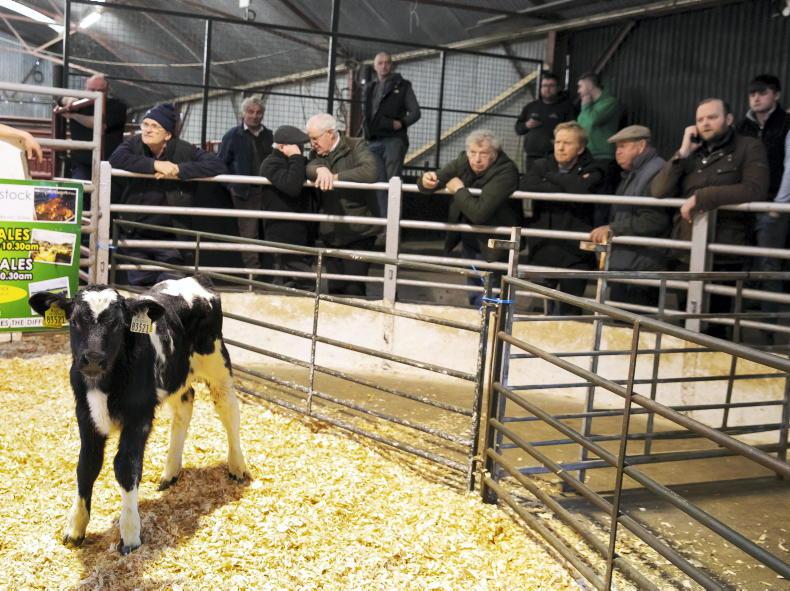 Camera at the Mart: big turnout of beef-crosses in Tullow