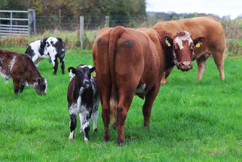 CSL wins £3.5m of DAERA contracts