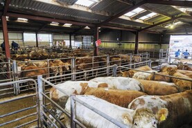 Camera at the Mart: great demand for younger heifers in Iveragh