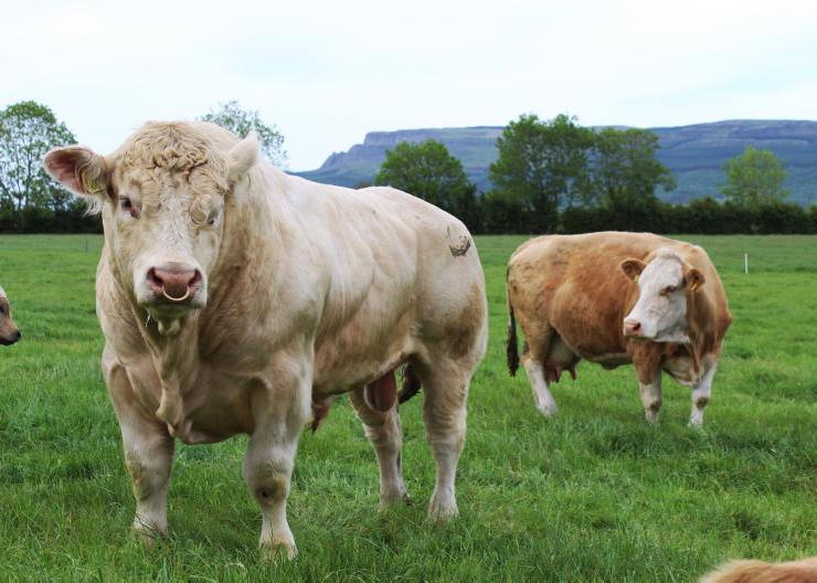 Why you should consider vaccinating your bull for bluetongue