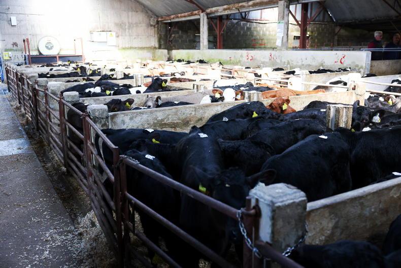 Calf price update: Angus-sired calves make up 40% of all traded