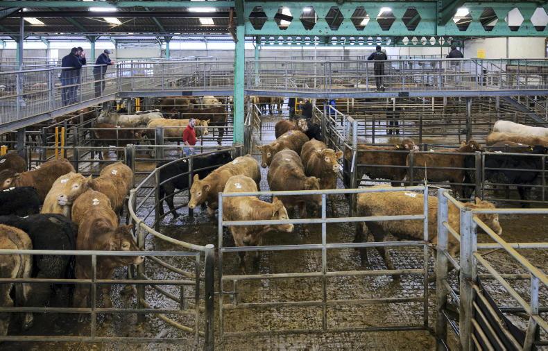 MartBids Database: signs of more demand for finished cattle 