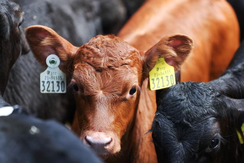 Beef-sired calves dominating marts