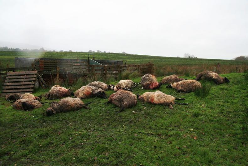 Two dogs put down after eight sheep killed in Mayo attack