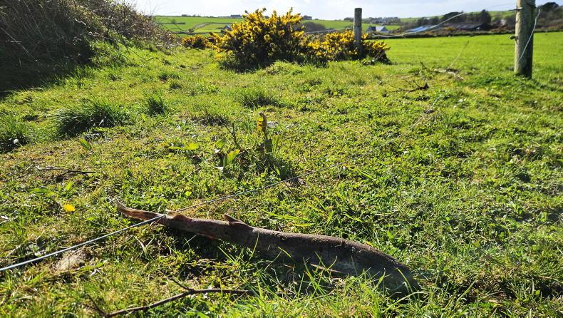 Farmer Writes: sucklers and sharks, a spring surprise