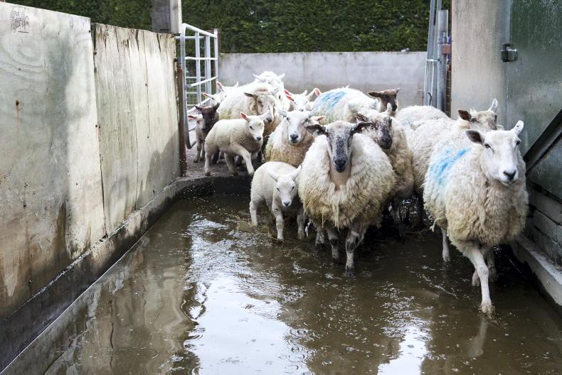 €22m National Sheep Welfare Scheme launched
