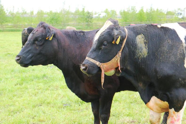 Beef Management Notes: vasectomised bulls, bull fertility and TB