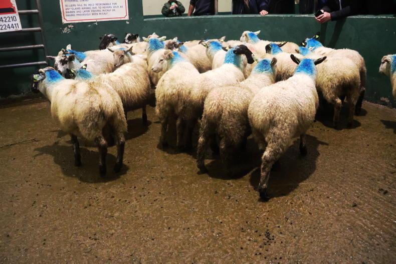 Factories oppose DAERA sheep grading change