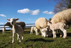 Opening of €22m National Sheep Welfare Scheme announced