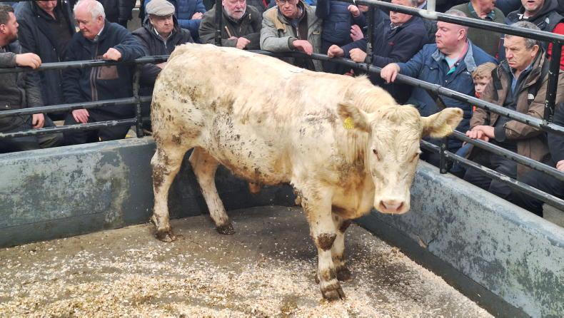 MartBids Database: greater bite for heavier cattle