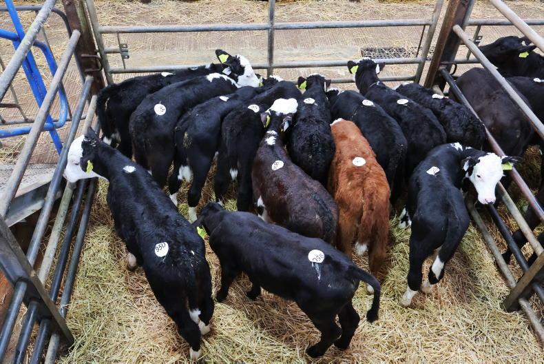 Bandon Mart's bank holiday sale sees numbers hold